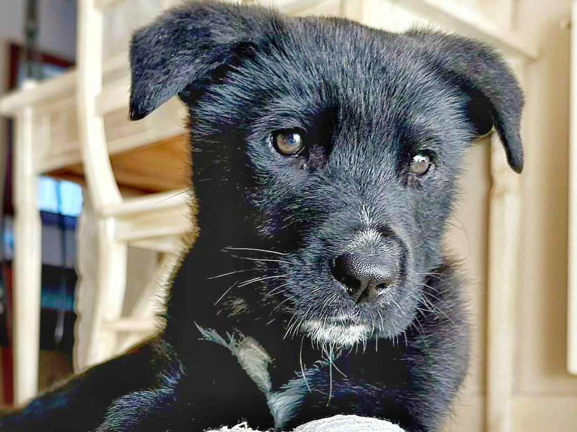 Adozione cane, maschio, meticcio, 2 anni e 1 mese, taglia media, Crotone