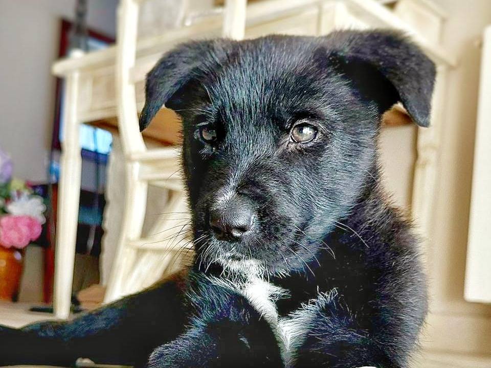 Adotta un cane, maschio, 2 anni e 1 mese, Crotone