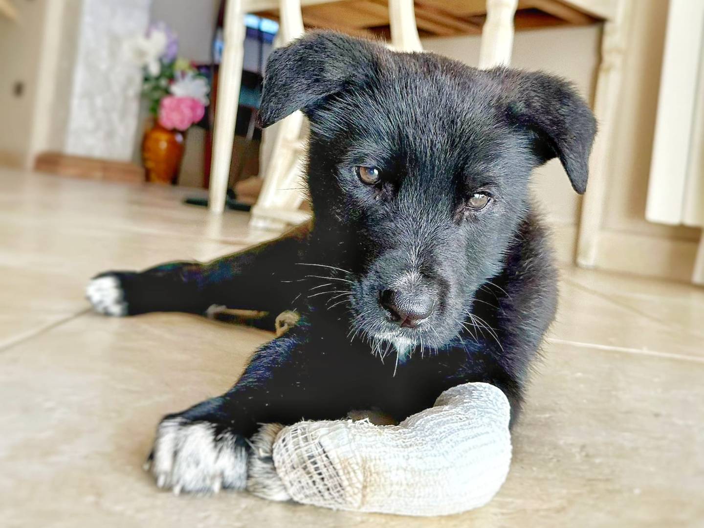 Adotta un cane, taglia media, maschio, Crotone