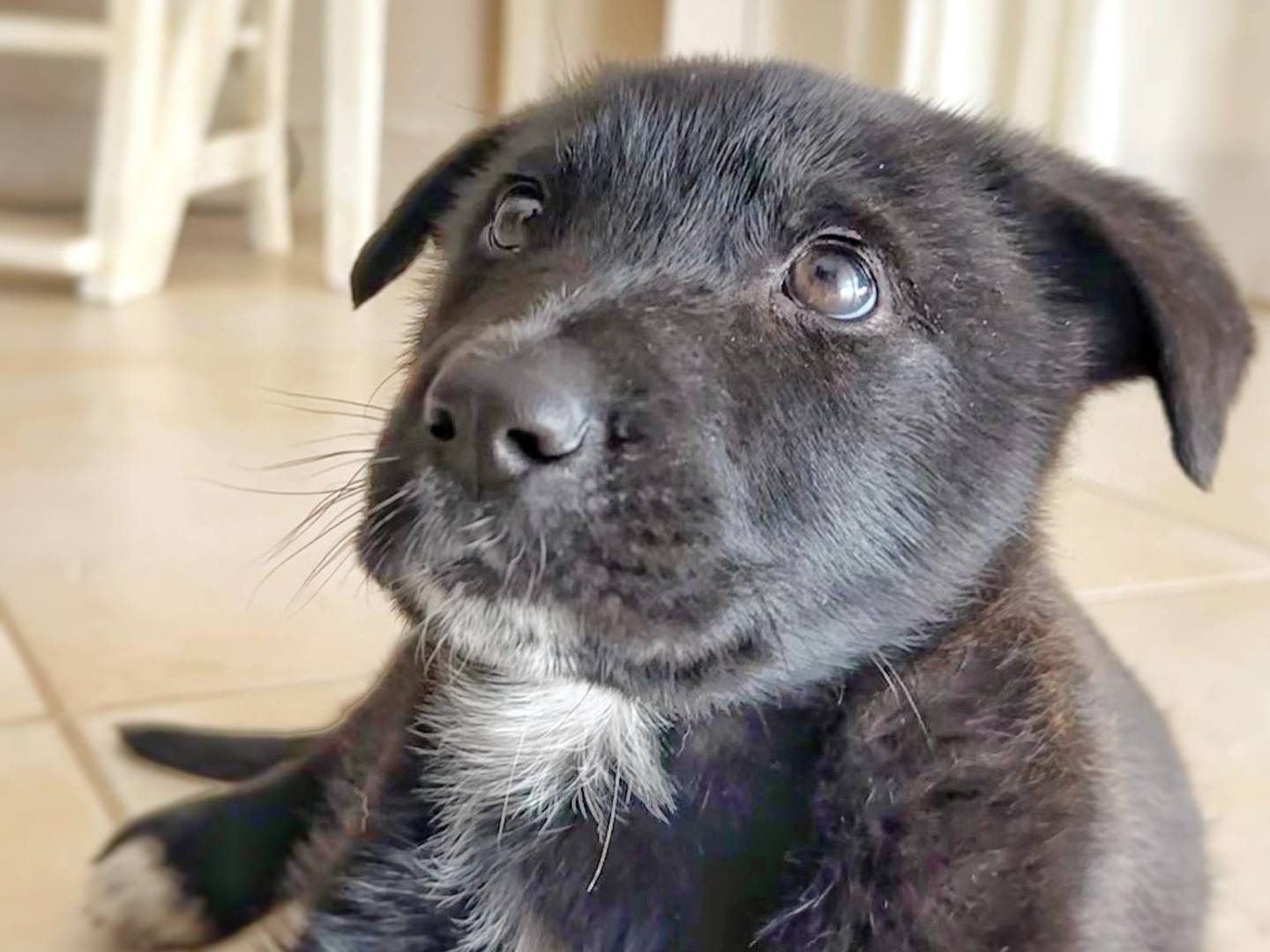 Vuoi adottare un cane a Crotone?