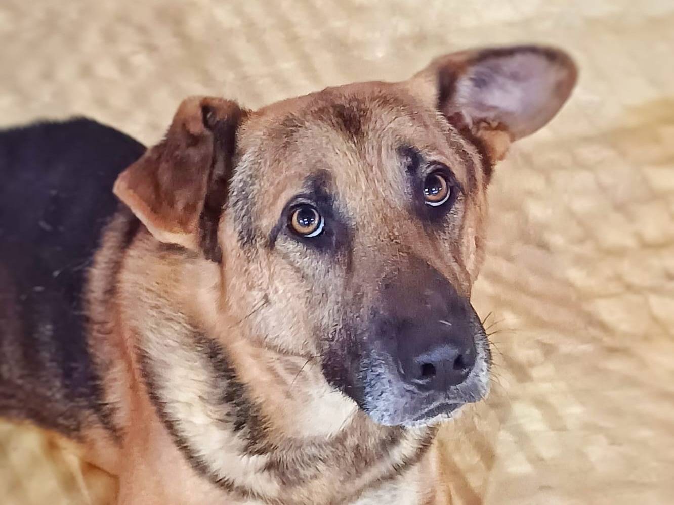 Adotta un cane, taglia media, maschio, Mantova