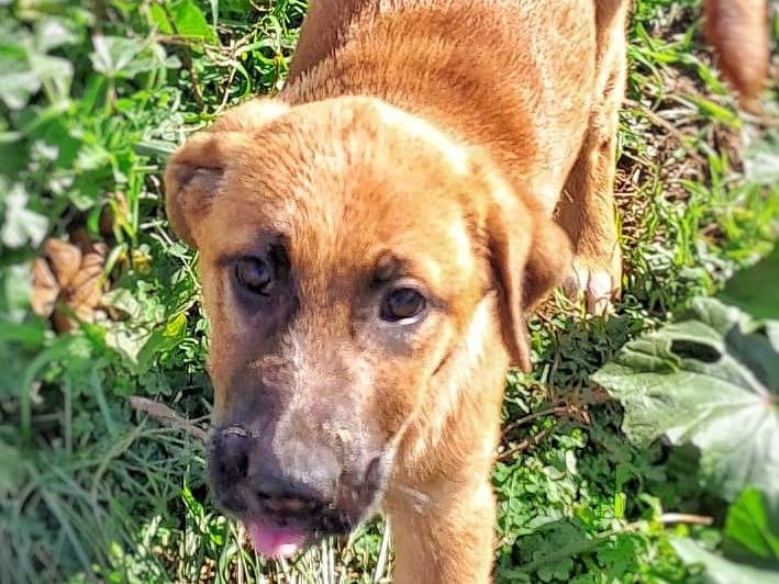 Vuoi adottare un cane a Crotone?