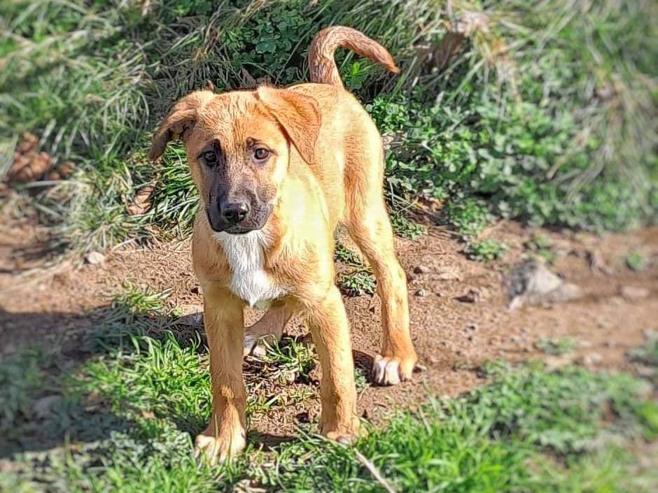 Adotta il cane ESTER  a Crotone