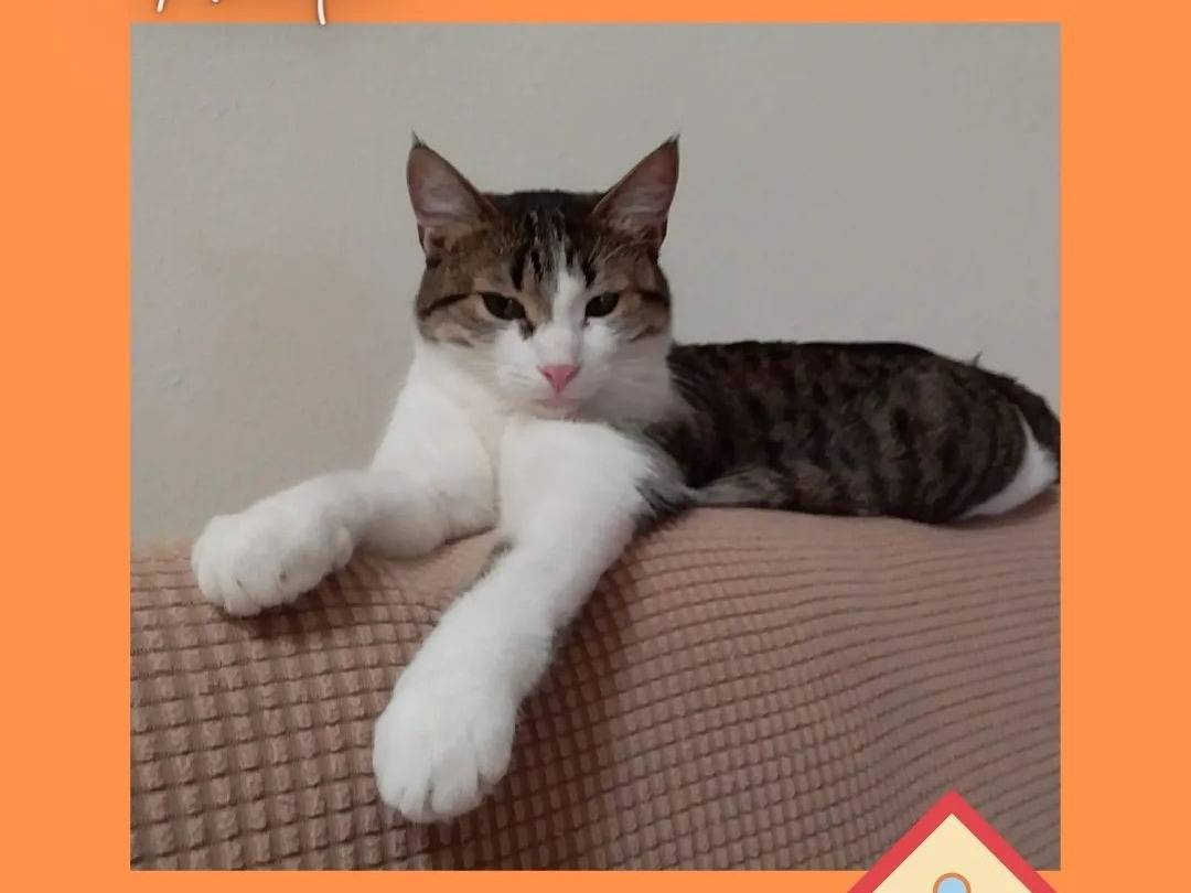 Vuoi adottare un gatto a Verbano?