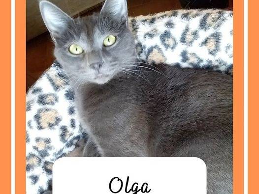 Adozione gatto, femmina, meticcio, 4 anni e 11 mesi, taglia non valida, Verbano