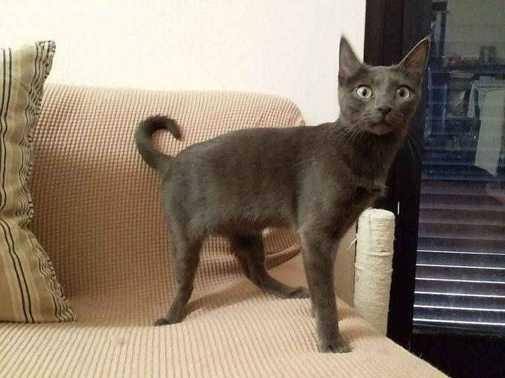 Adotta un gatto, femmina, 4 anni e 11 mesi, Verbano
