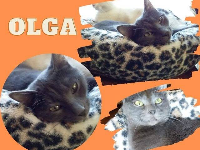 Adotta un gatto, taglia non valida, femmina, Verbano