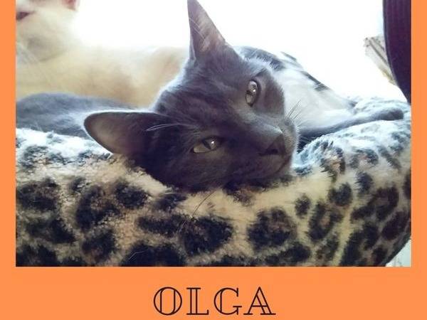 Vuoi adottare un gatto a Verbano?