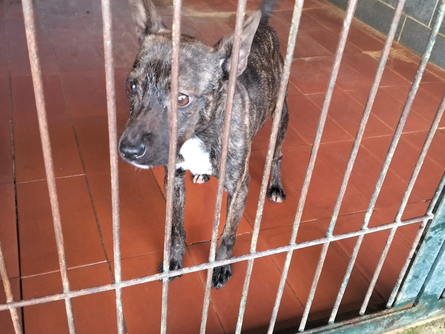 Adozione cane, femmina, meticcio, 3 anni e 8 mesi, taglia piccola, Como