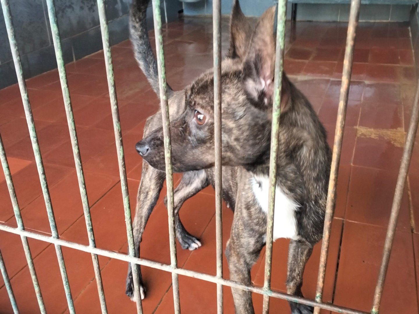 Adotta un cane, taglia piccola, femmina, Como