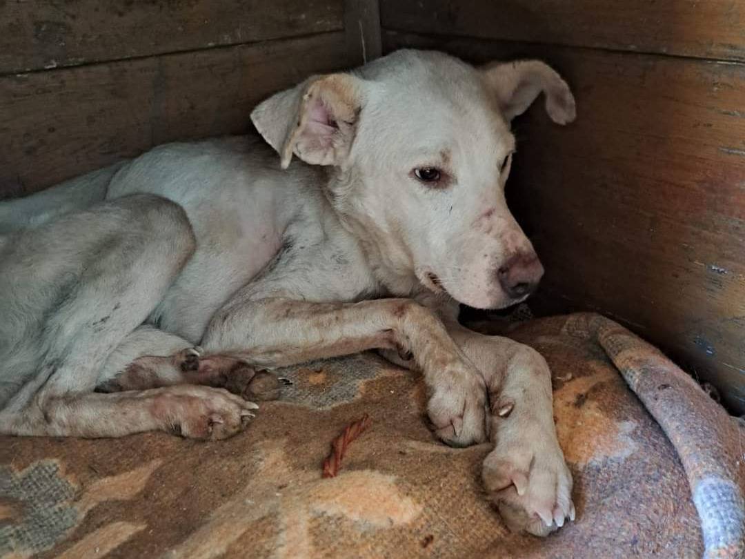 Adotta un cane, maschio, 5 anni  e 1 mese, Benevento
