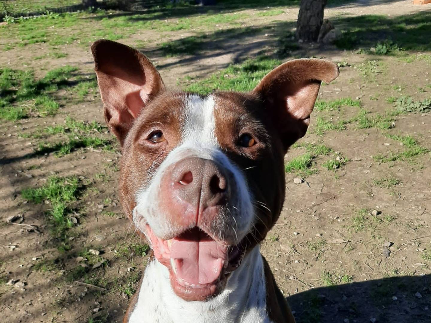 Adotta un cane, femmina, 5 anni  e 5 mesi , Barletta