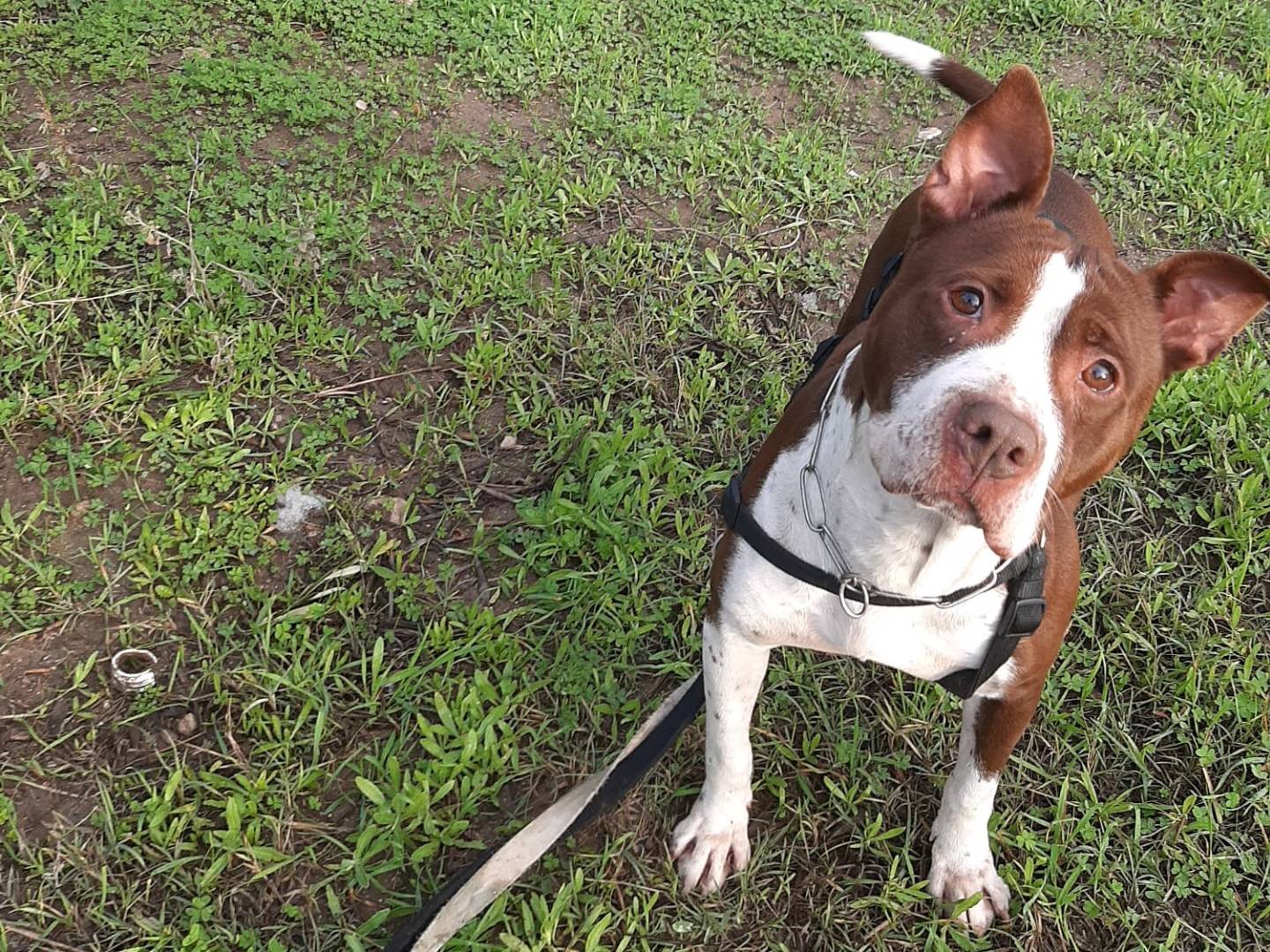 Adotta un cane, taglia media, femmina, Barletta