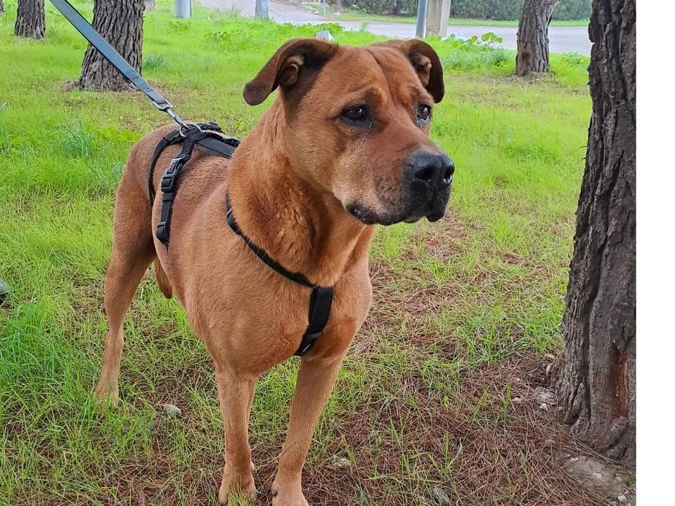 Adotta un cane, taglia grande, femmina, Barletta