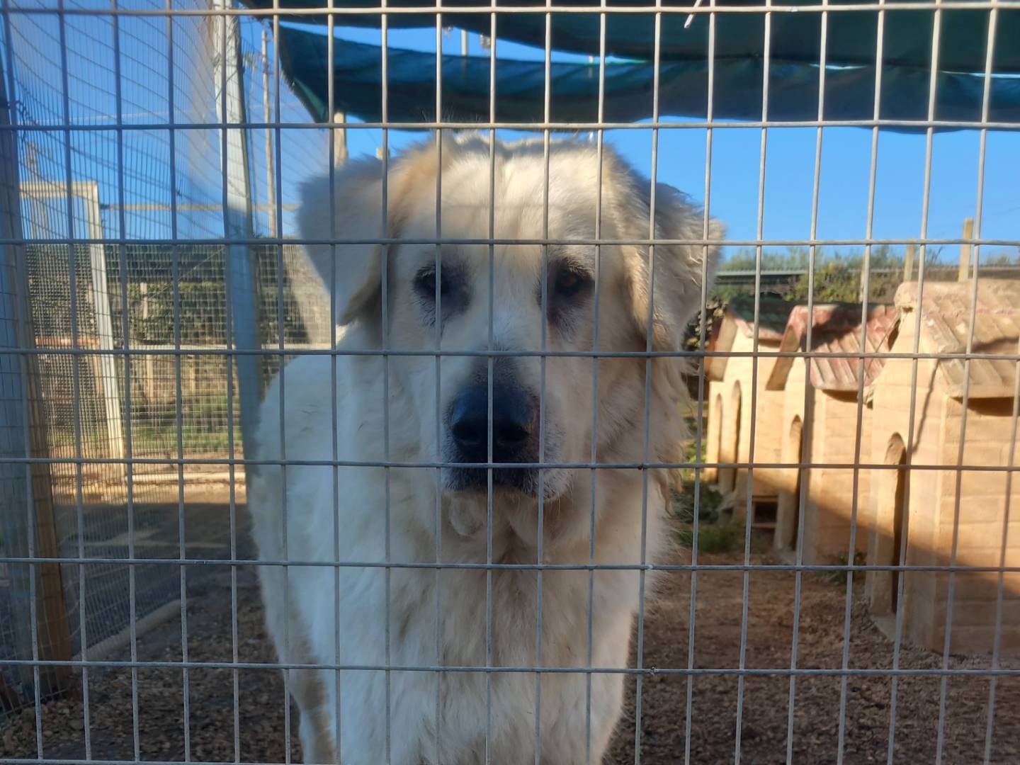 Adozione cane, maschio, Pastore maremmano, 6 anni  e 6 mesi , taglia gigante, Barletta