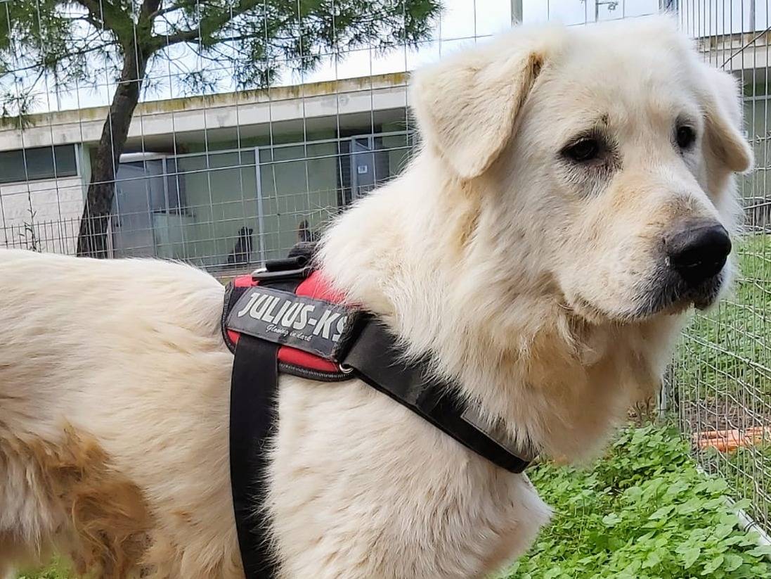 Adotta un cane, taglia gigante, maschio, Barletta
