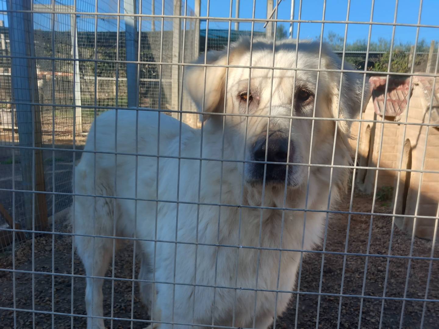 Vuoi adottare un cane a Barletta?