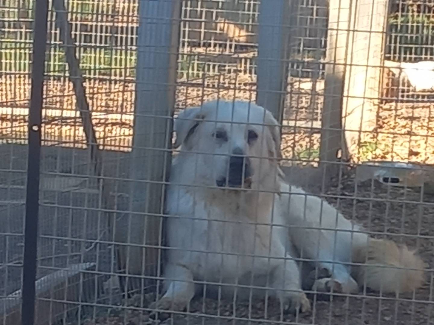 Adotta il cane Goran a Barletta
