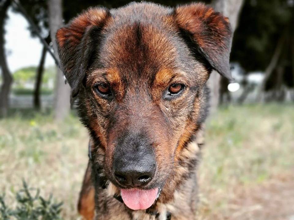 Adotta un cane, maschio, 5 anni  e 11 mesi , Barletta