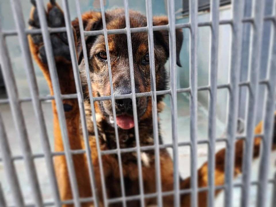 Adotta un cane, taglia media, maschio, Barletta