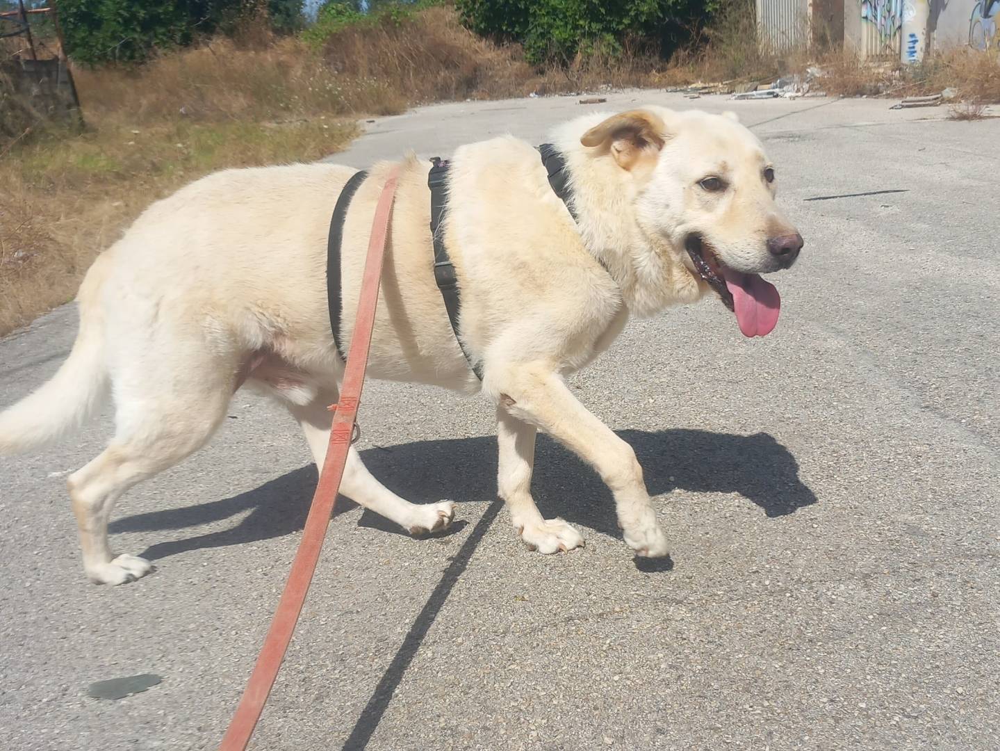 Adotta un cane, maschio, 8 anni  e 9 mesi , Barletta