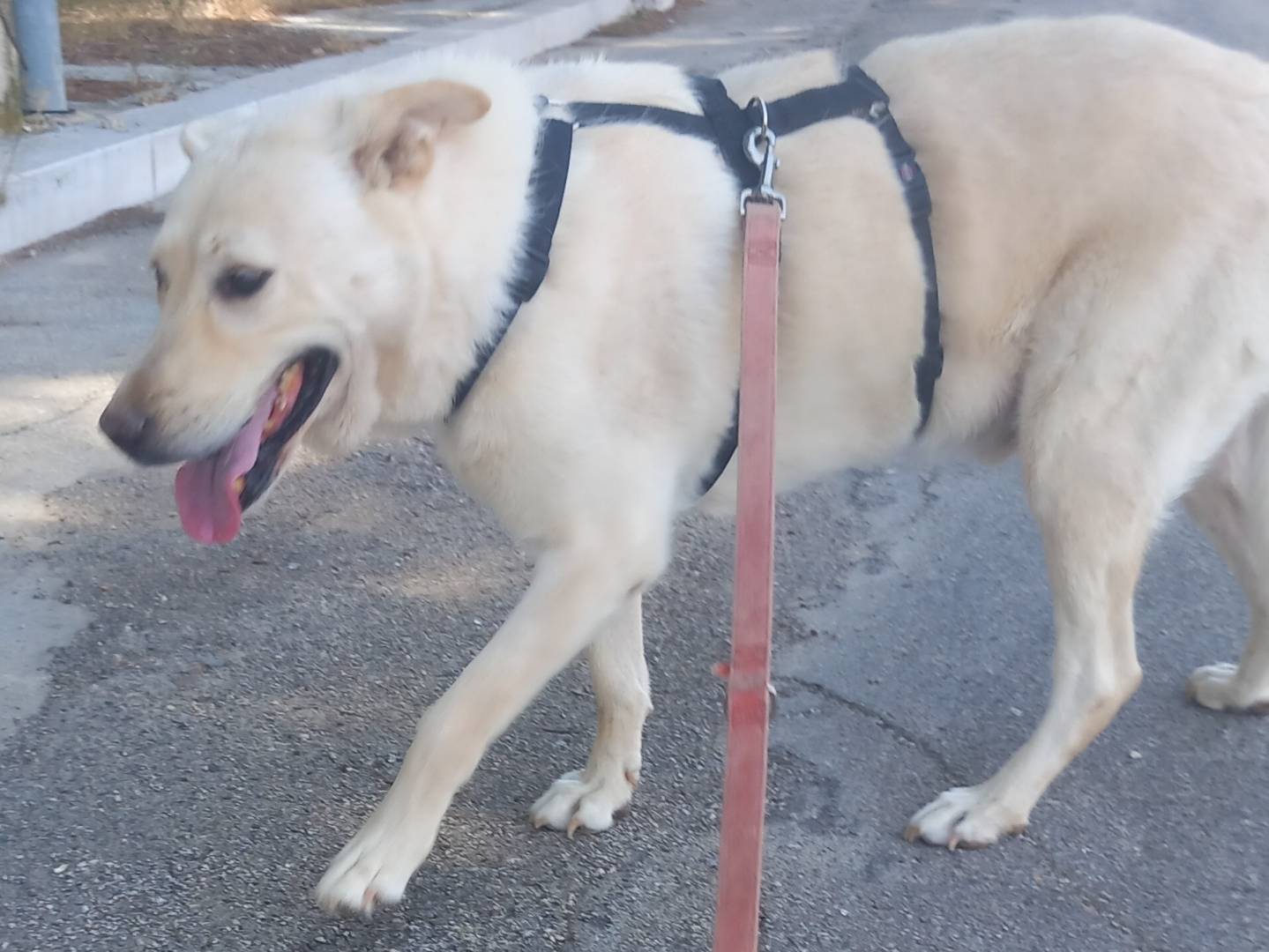 Vuoi adottare un cane a Barletta?