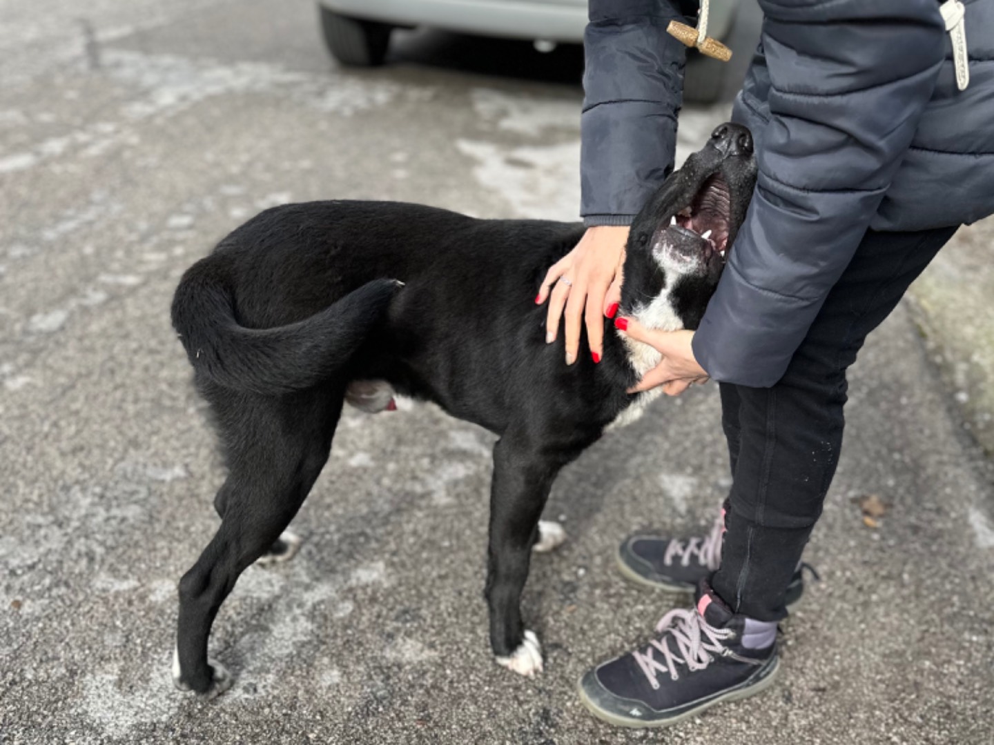 Adotta un cane, taglia media, maschio, Milano