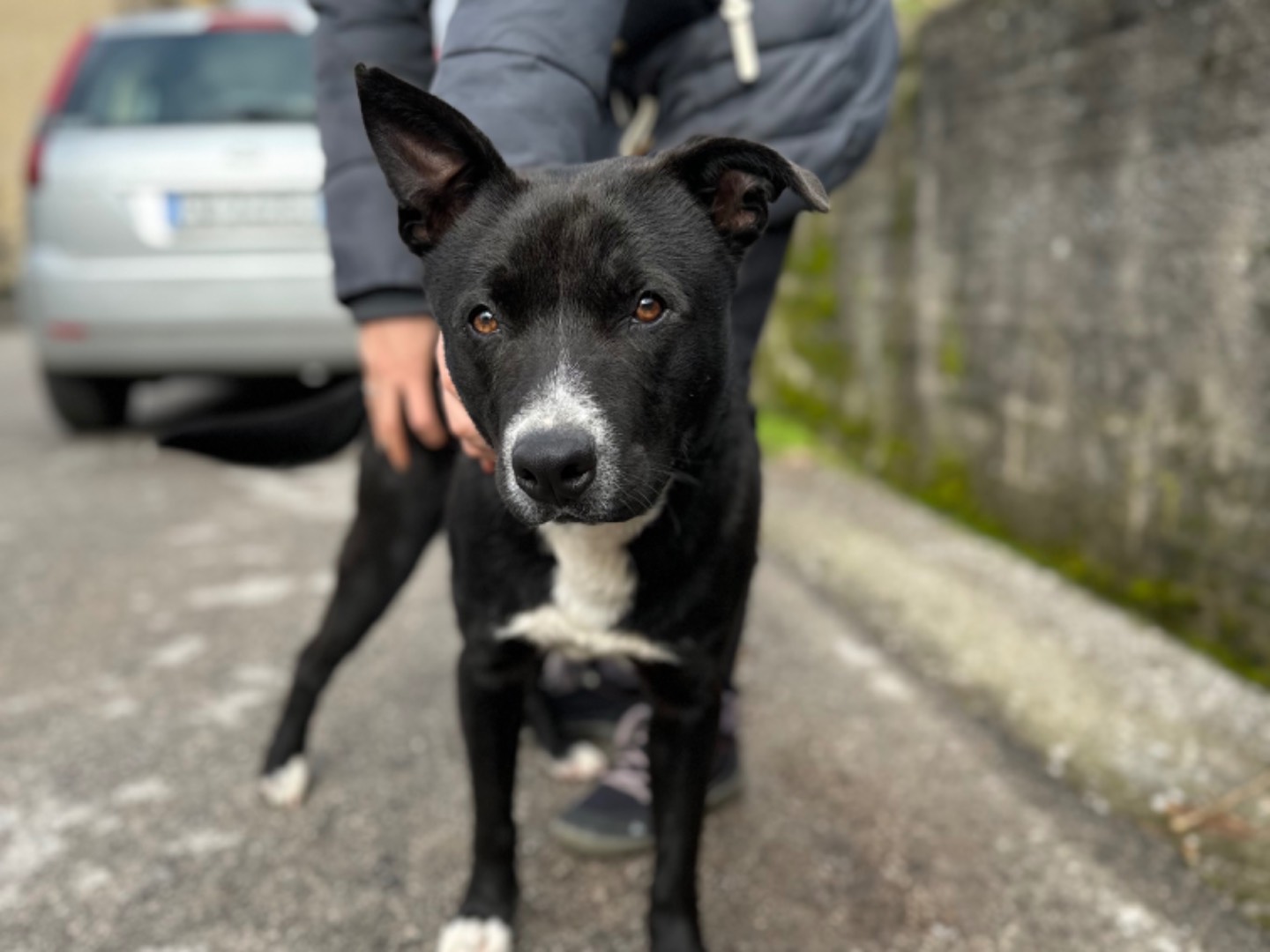 Vuoi adottare un cane a Milano?