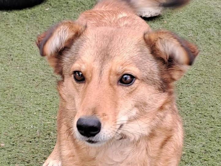 Adozione cane, femmina, meticcio, 4 anni e 1 mese, taglia media contenuta, Crotone