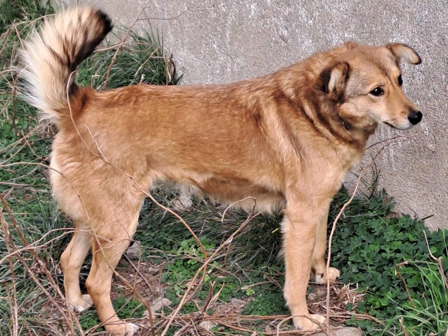 Vuoi adottare un cane a Crotone?