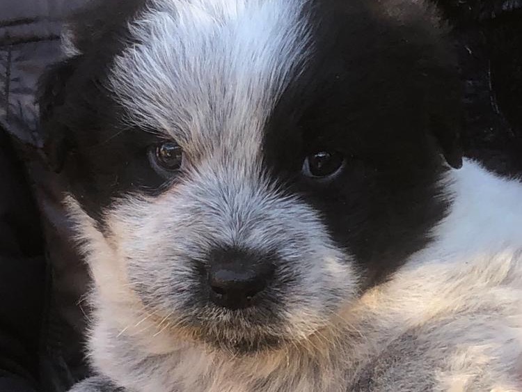 Vuoi adottare un cane a Monza?