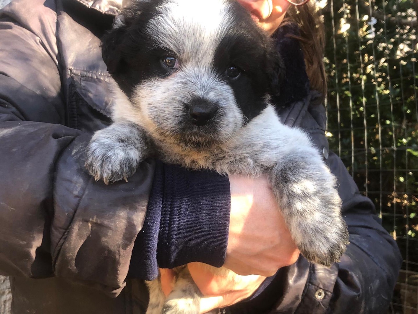 Adotta il cane Gemma a Monza