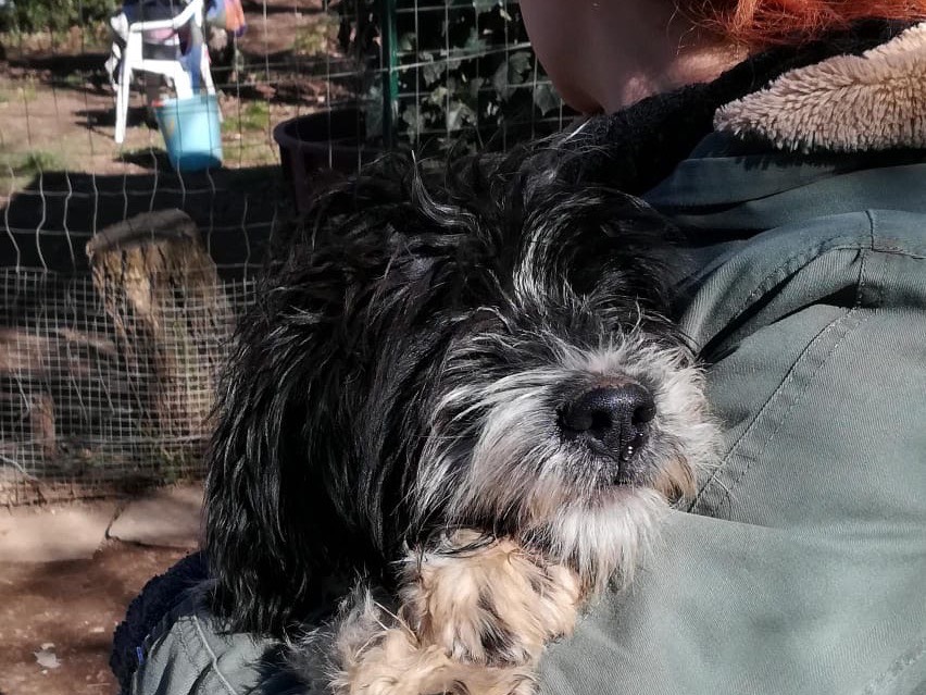 Vuoi adottare un cane a Monza?