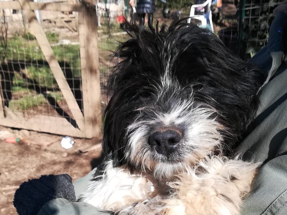 Adotta il cane Giotto a Monza