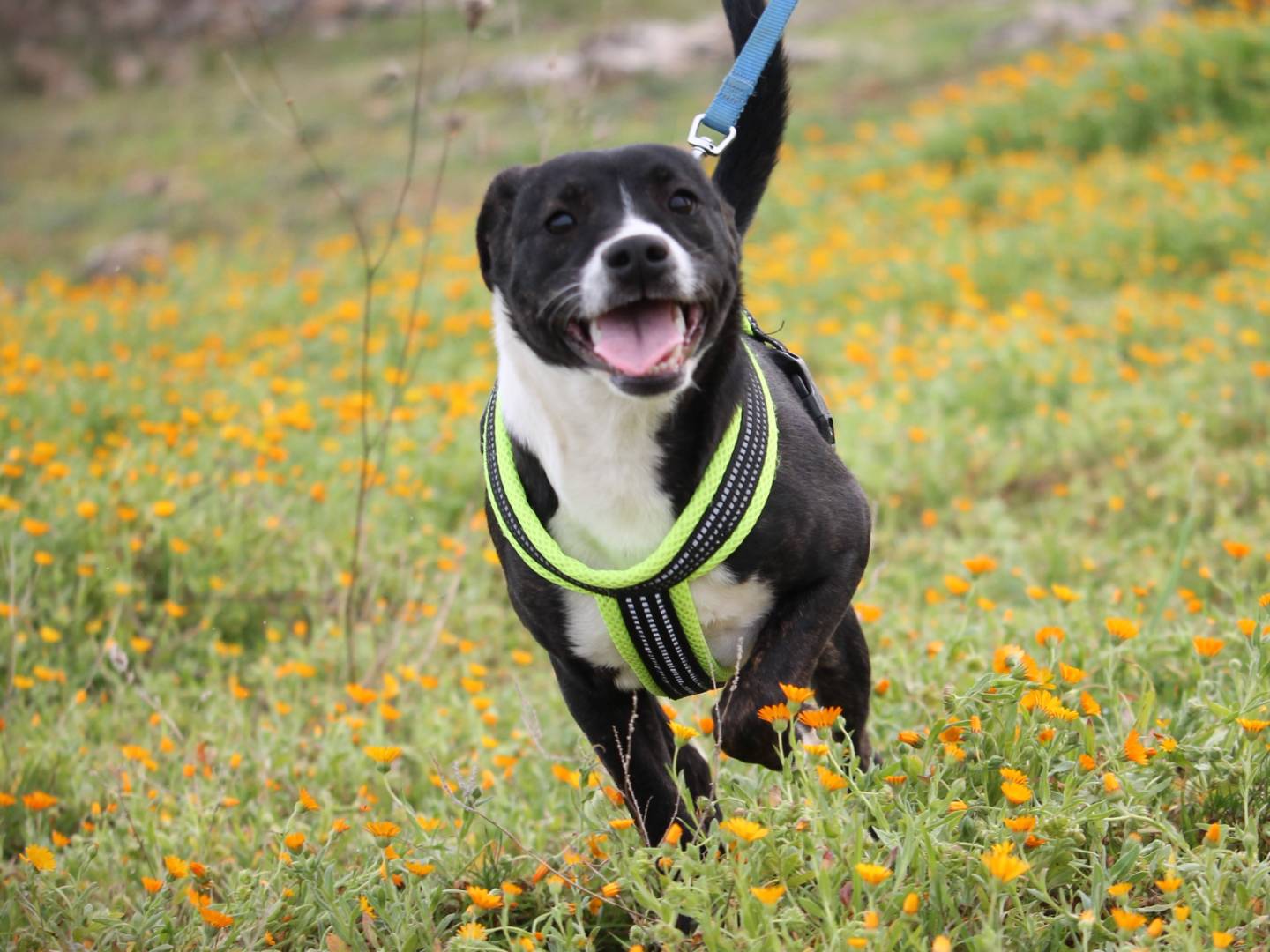 Adozione cane, femmina, American Staffordshire Terrier, 3 anni e 1 mese, taglia media, Lecce