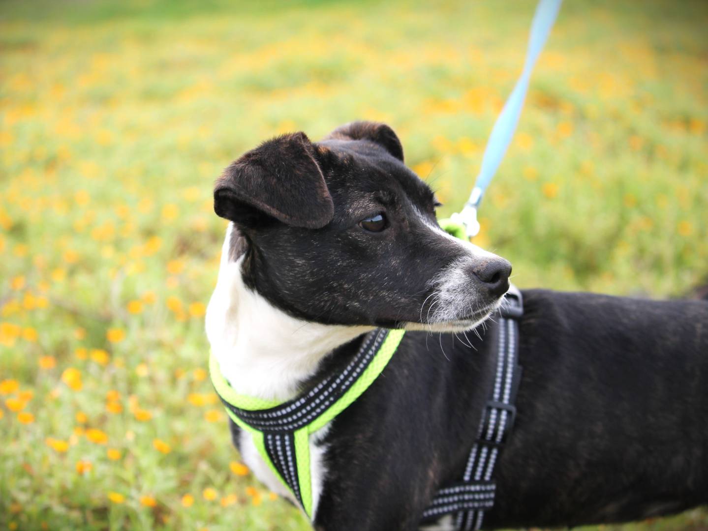 Adotta un cane, femmina, 3 anni e 1 mese, Lecce