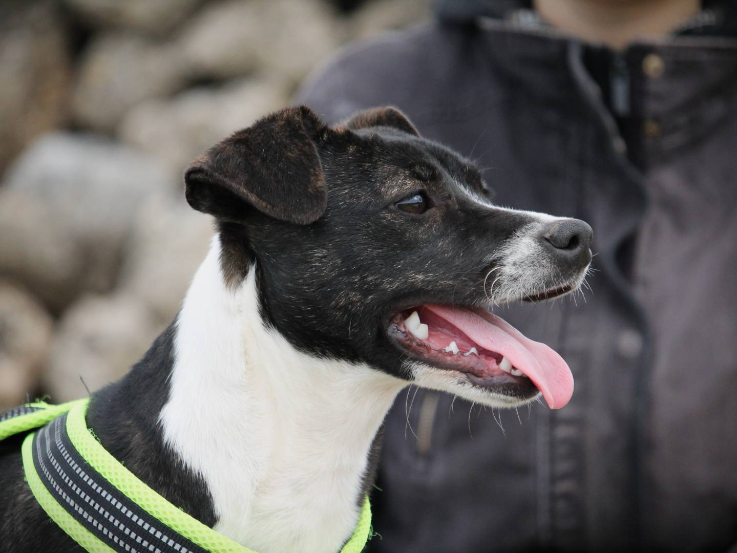 Adotta un cane, taglia media, femmina, Lecce