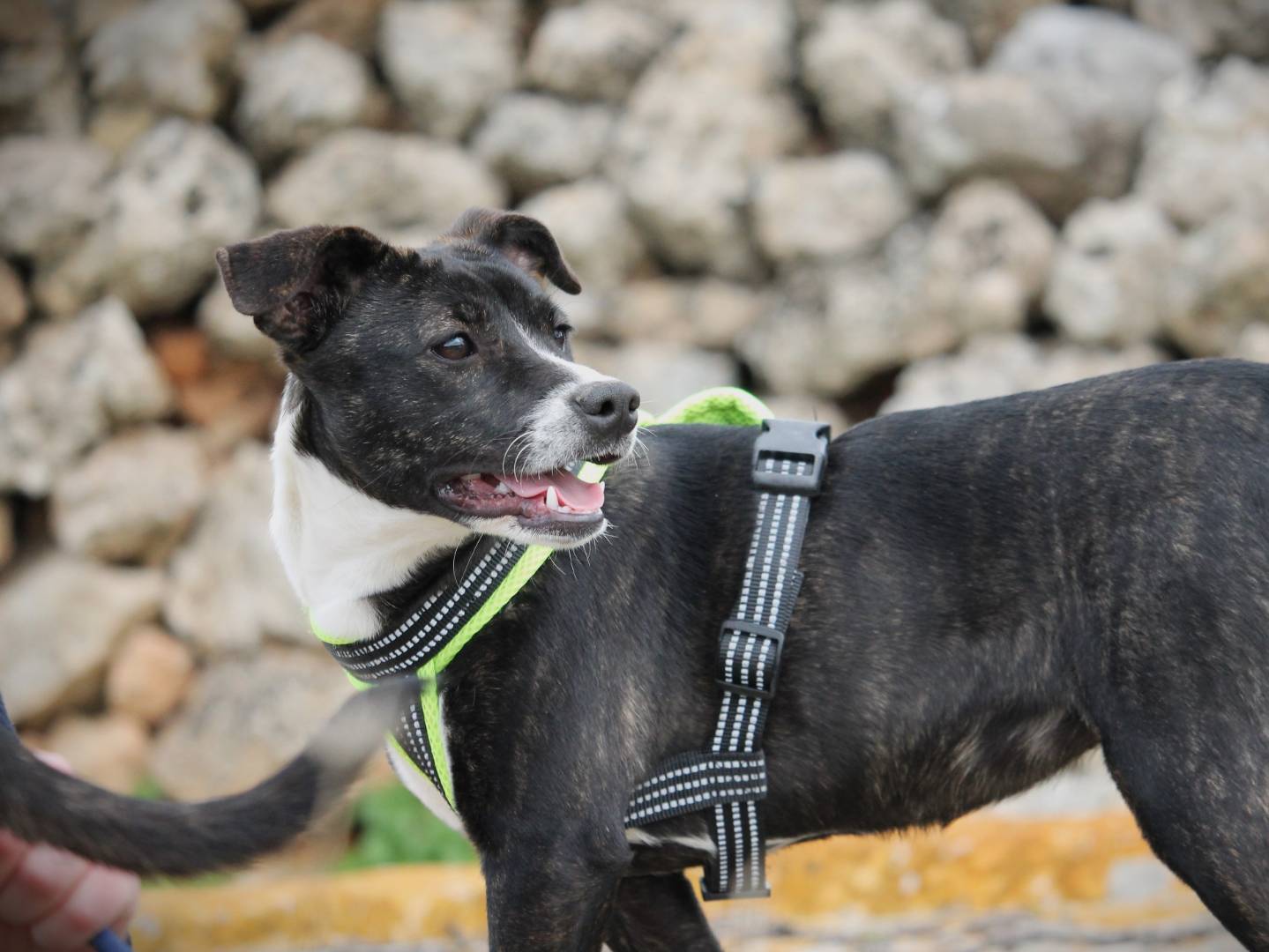 Vuoi adottare un cane a Lecce?