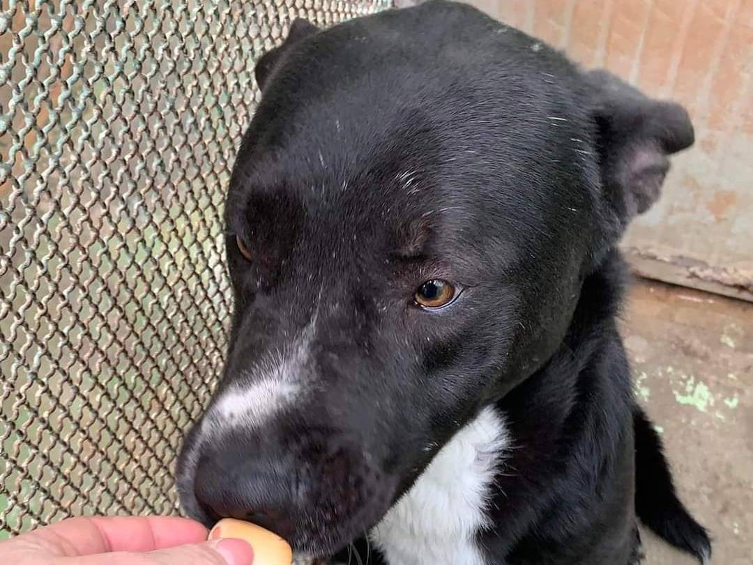 Adotta un cane, maschio, 3 anni  e 11 mesi , Barletta