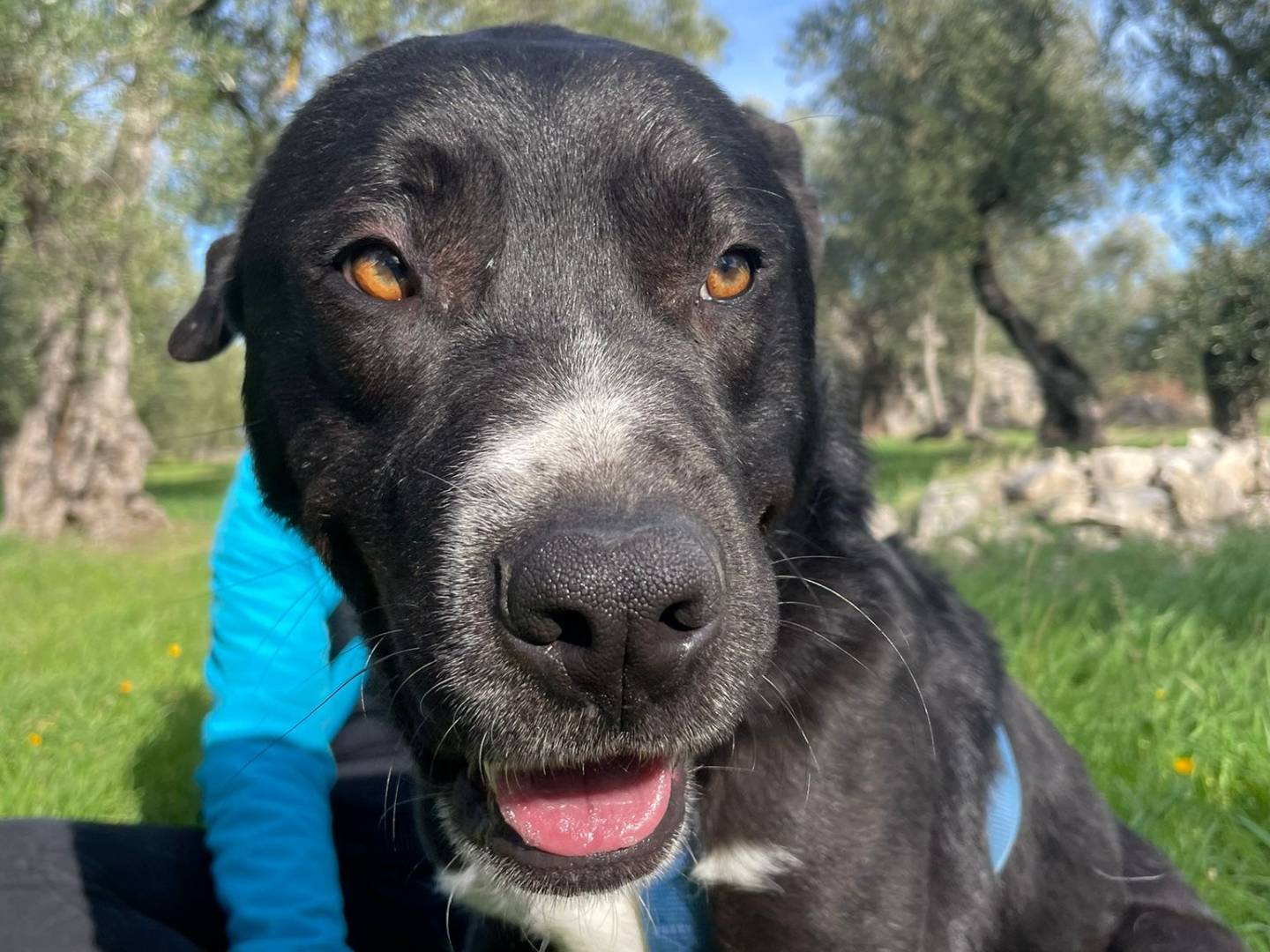 Adotta un cane, taglia media, maschio, Barletta