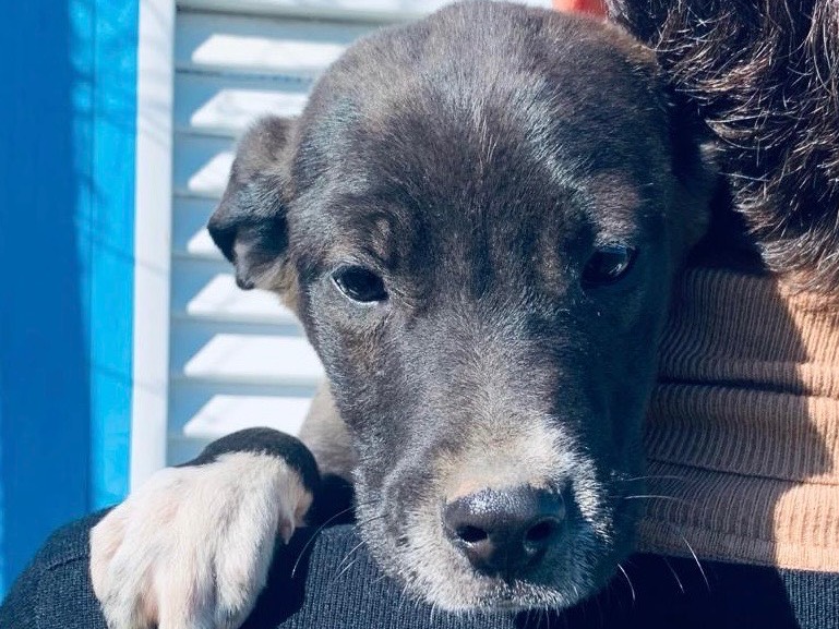 Adotta un cane, maschio, 1 anno e 8 mesi , Siracusa