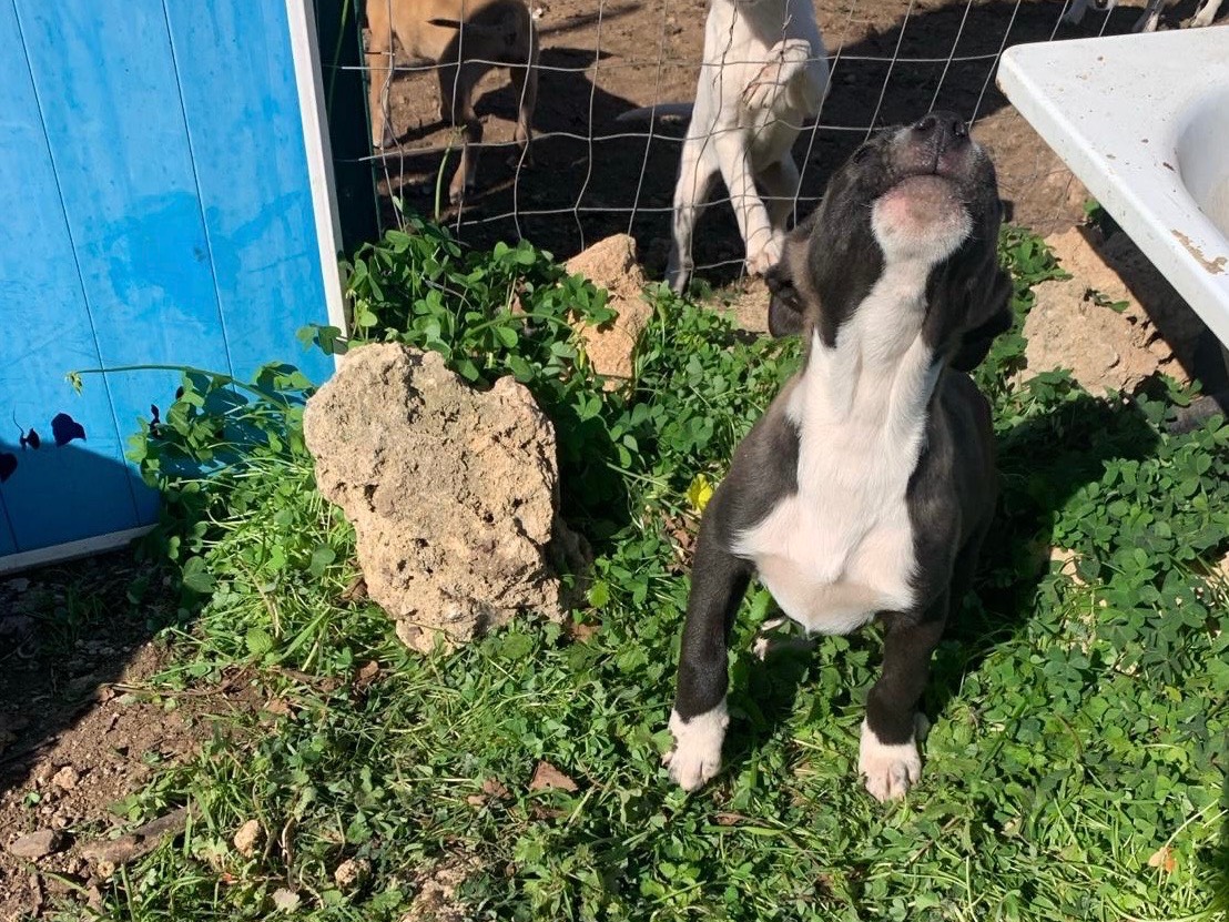 Adotta un cane, taglia media contenuta, maschio, Siracusa