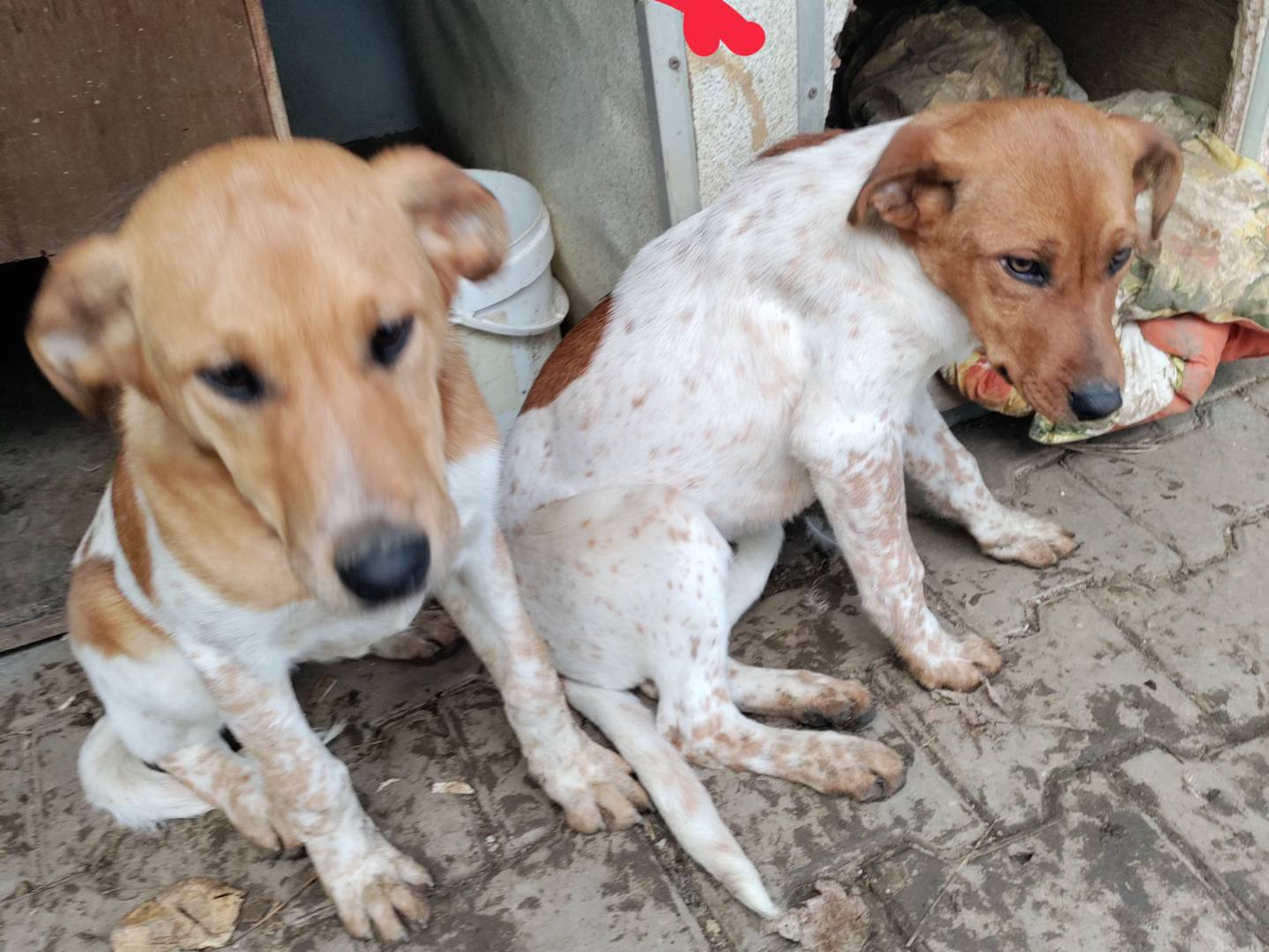Adotta un cane, maschio, 1 anno e 7 mesi , Macerata