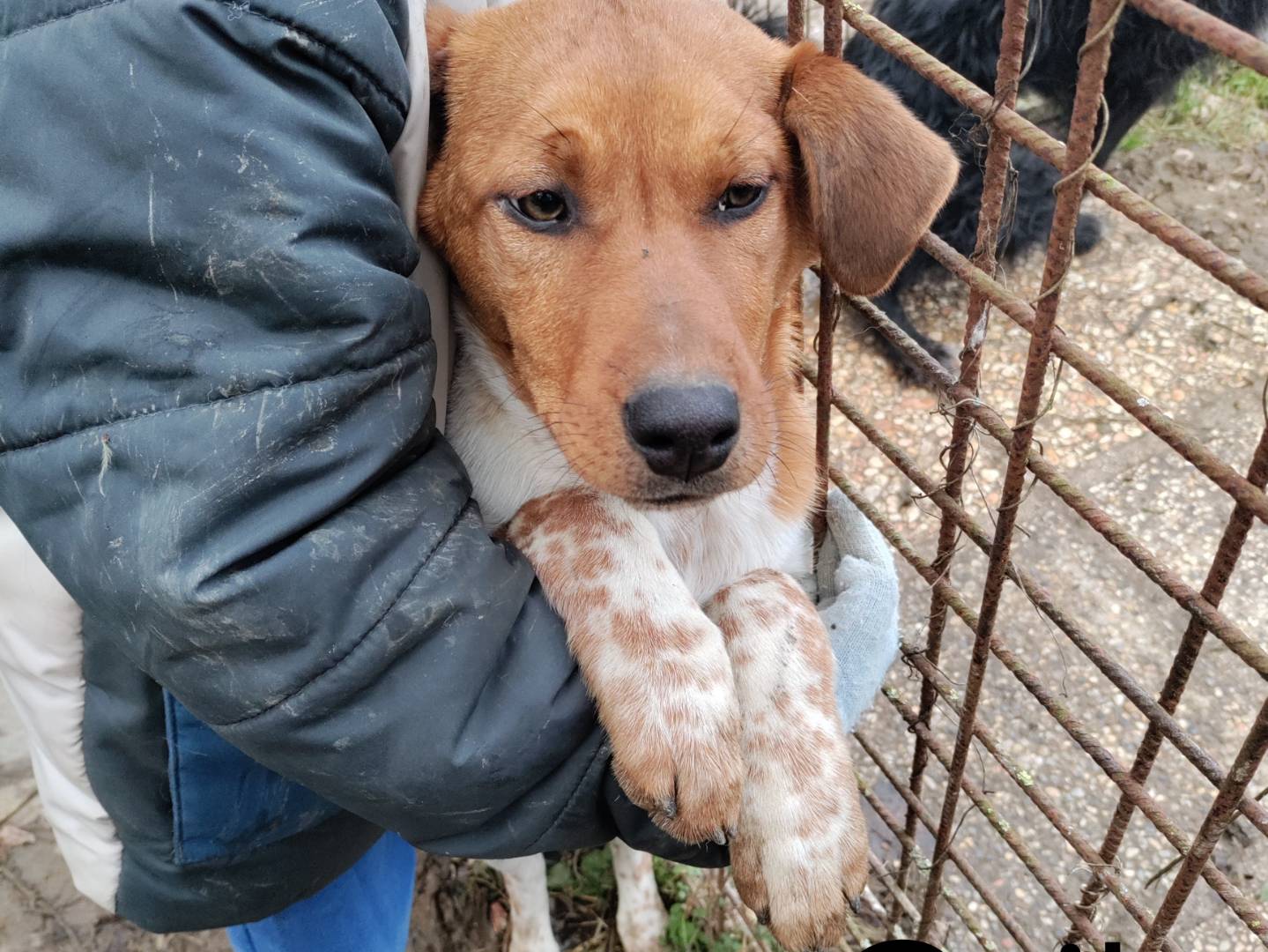 Vuoi adottare un cane a Macerata?
