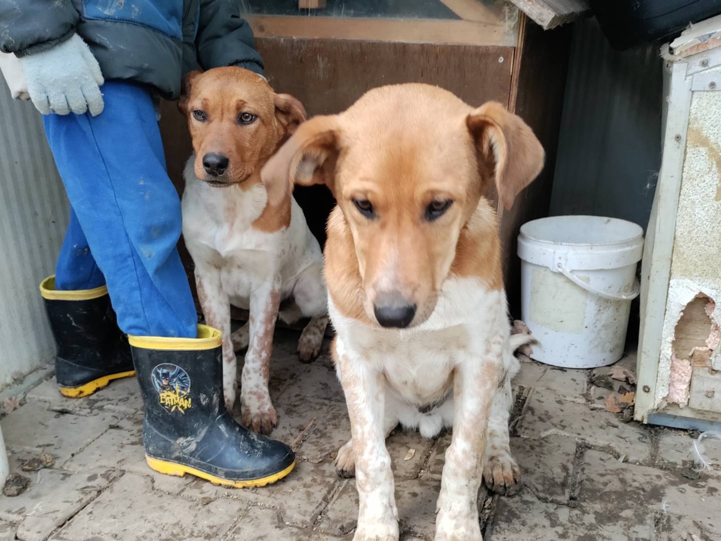 Adotta il cane Crik e Crok  a Macerata