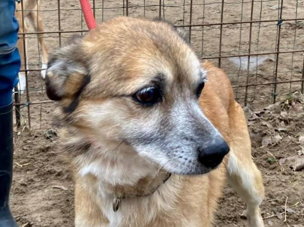 Adotta un cane, taglia media contenuta, maschio, Pavia