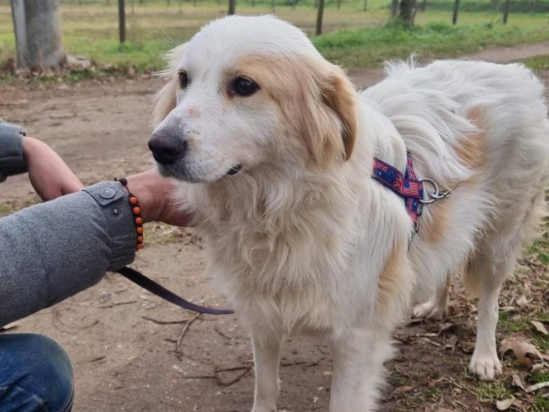 Vuoi adottare un cane a Pavia?