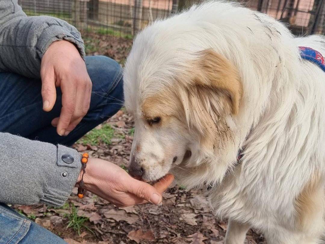 Adotta il cane Carolina a Pavia