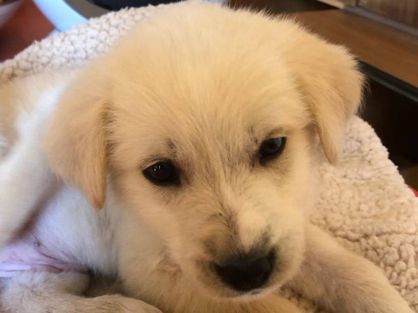 Adozione cane, femmina, meticcio, 2 anni e 1 mese, taglia media, Crotone