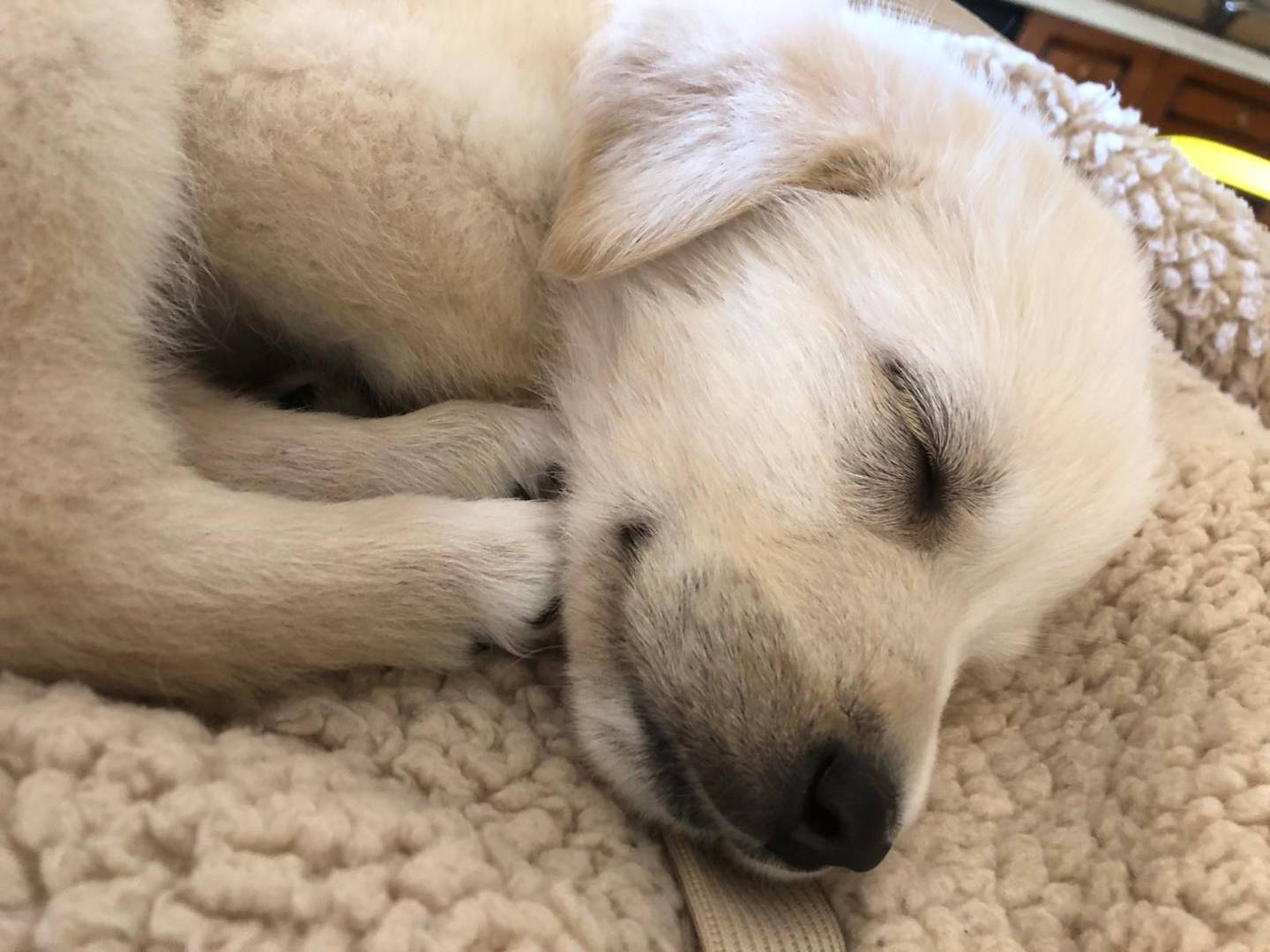 Adotta un cane, femmina, 2 anni e 1 mese, Crotone